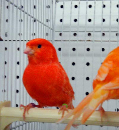 Burung+kenari - red factor canary